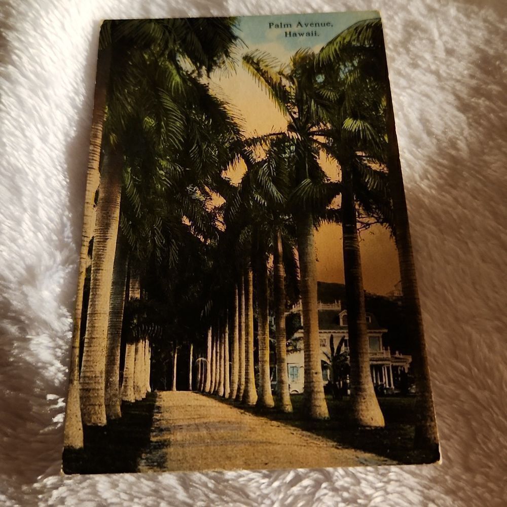 Palm Avenue Hawaii Vintage Postcard